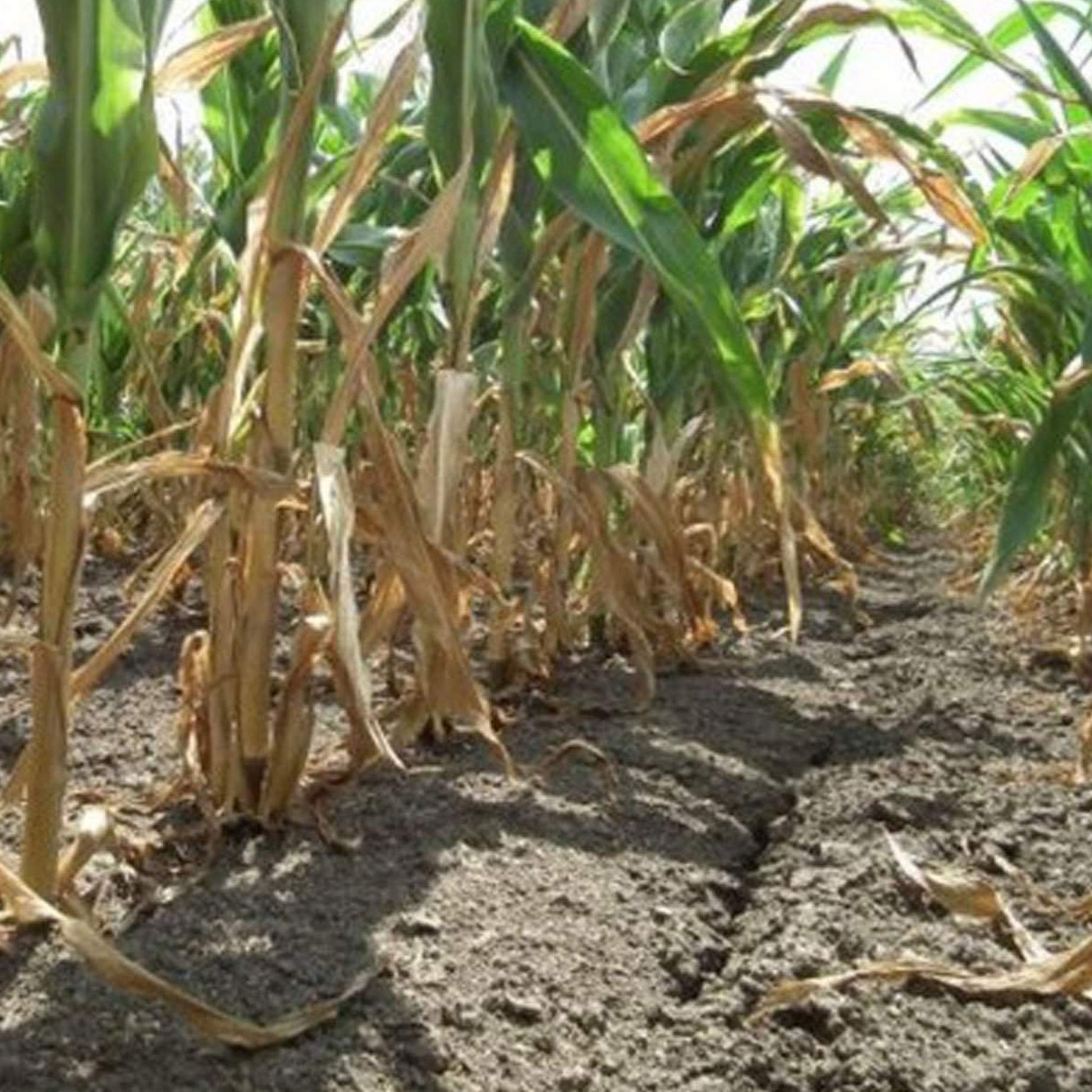 Štete od vremenskih nepogoda u agraru nemoguće nadoknaditi