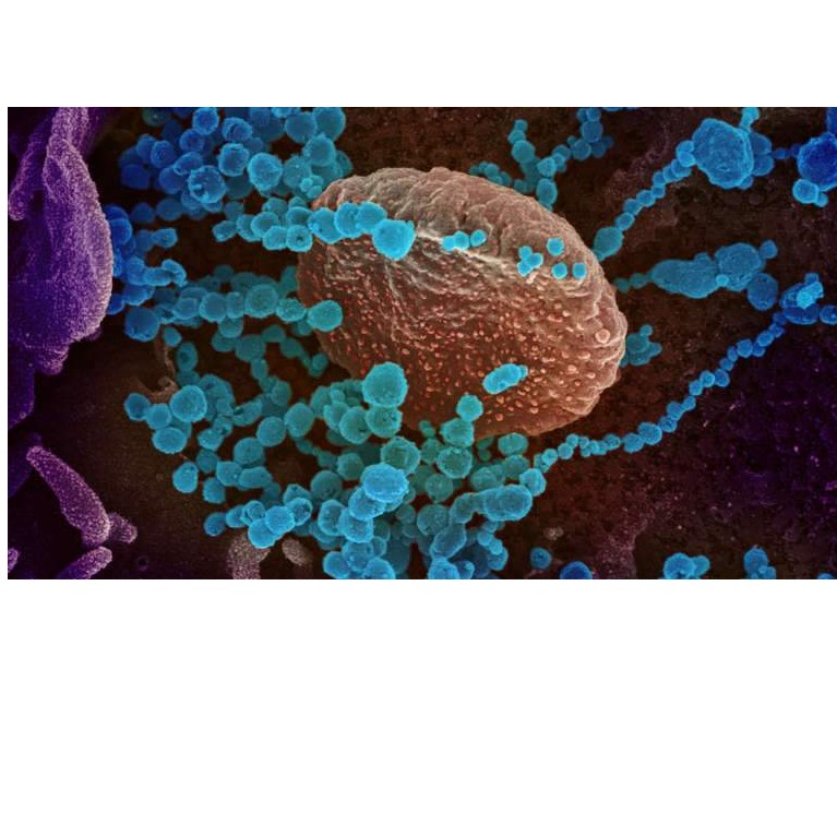Stručnjaci: Korona virus mutira i ima osam tipova