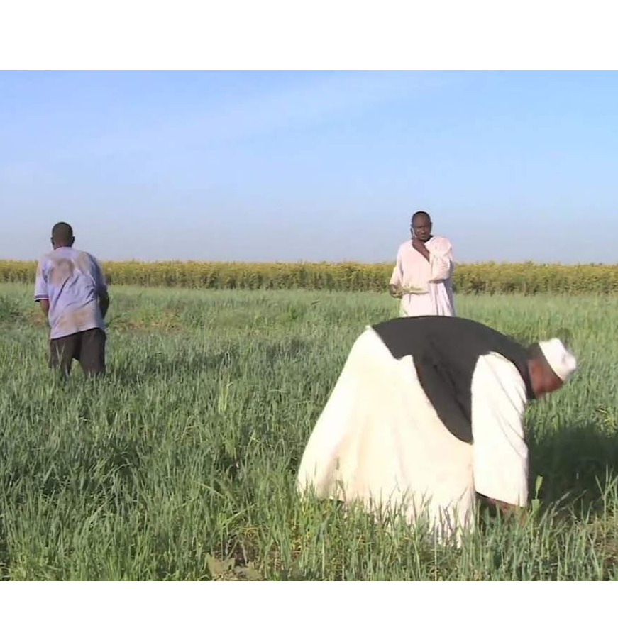 Al Jazeera Svijet: Muke poljoprivrednika - pandemija, suša, izgradnja hidroelektrana (Video)