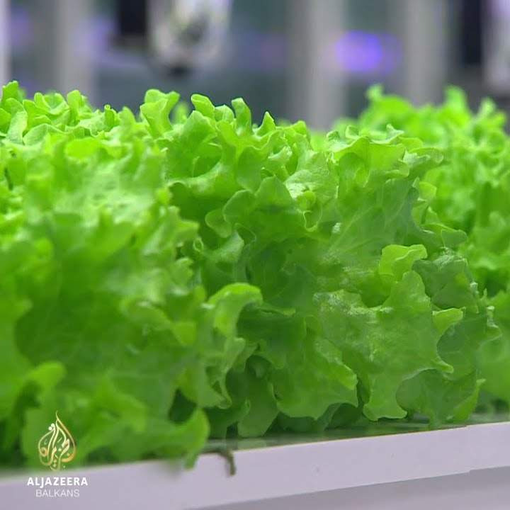 Al Jazeera Svijet: Poljoprivreda i pametna tehnologija (Video)