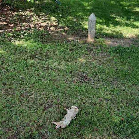 Provokacije | Bratunac: Ostavili uginulu svinju u harem Gradske džamije