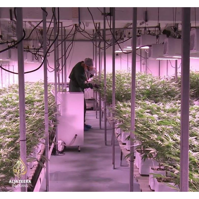 Al Jazeera Svijet: Legalizacija kanabisa – zdravstveni i ekonomski potencijal? (Video)