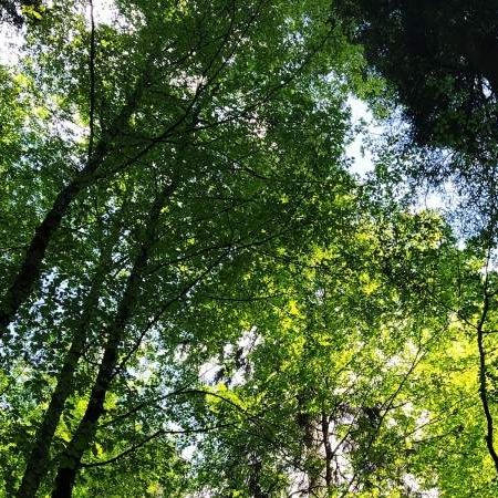  Objavljen udžbenik "Oplemenjivanje drveća i grmlja u šumarstvu i hortikulturi" 