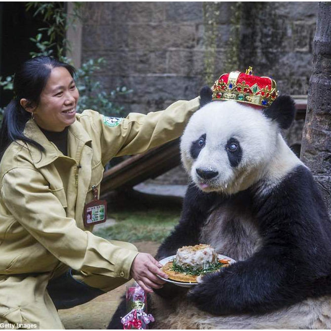 Umrla najstarija panda na svijetu
