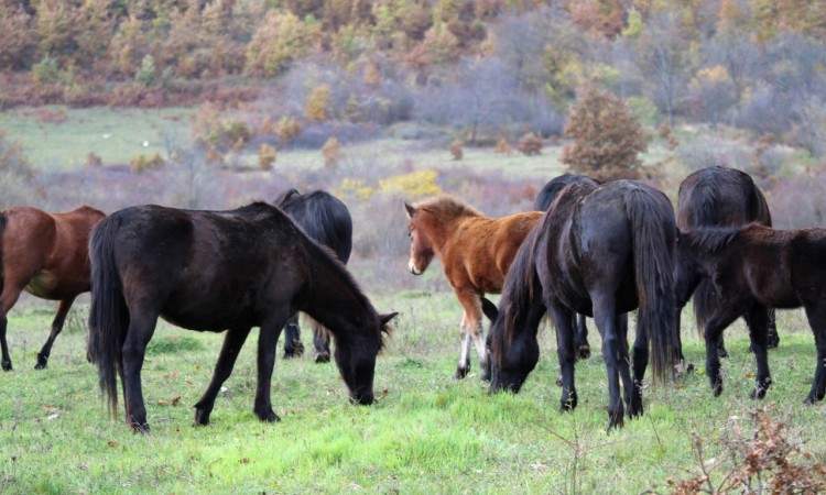 Dobra vijest: Bosanski brdski konj nije više ekstremno ugrožena pasmina 