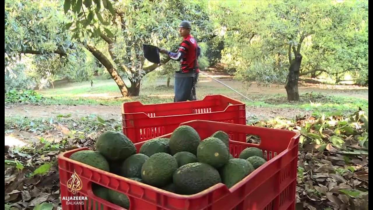 Zašto trgovci drogom u Meksiku pažnju preusmjeravaju na biznis s avokadom?