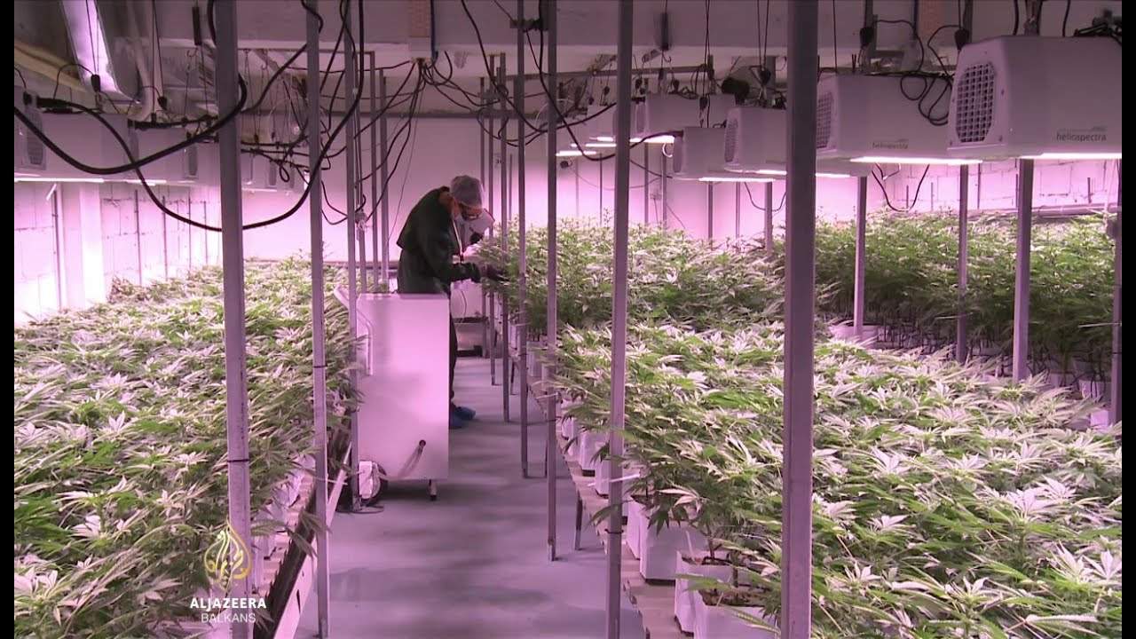 Al Jazeera Svijet: Legalizacija kanabisa – zdravstveni i ekonomski potencijal? (Video)