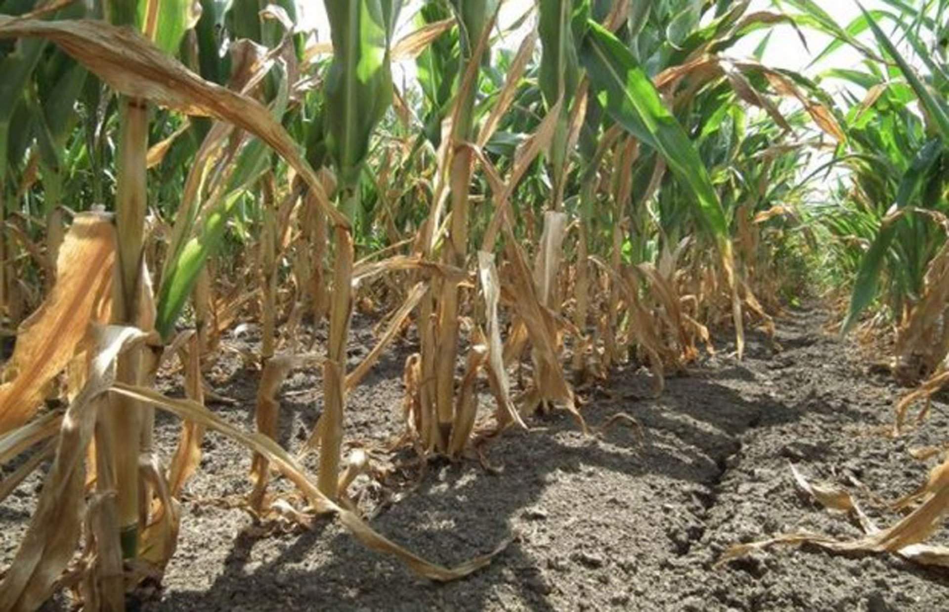 Štete od vremenskih nepogoda u agraru nemoguće nadoknaditi