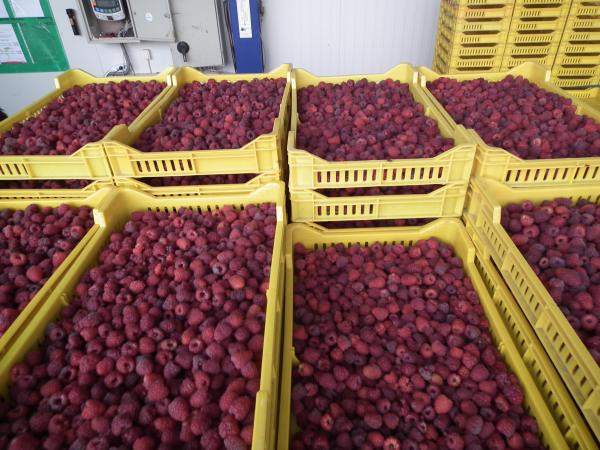 Poznata konačna cijena maline: Hoće li ovo uništiti proizvođače?